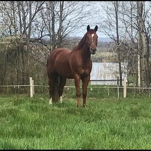 Meet your Posher, Katie